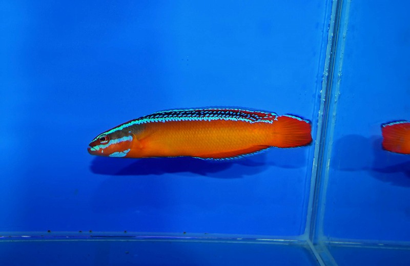 c250710316