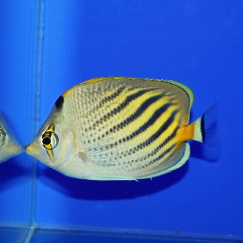チョウチョウウオに関する記事一覧 | 生麦海水魚センターネット