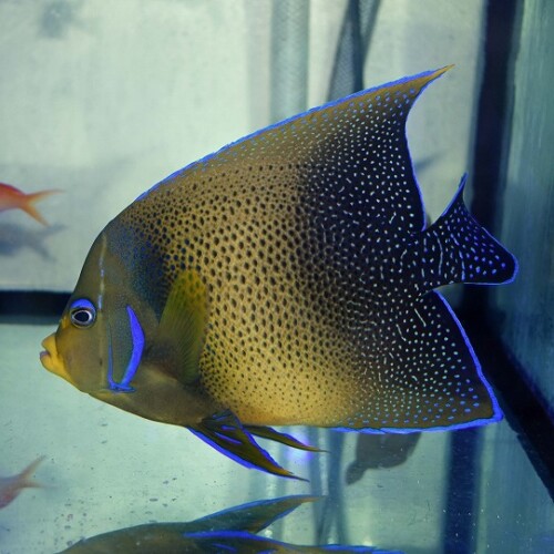 魚壁飾り　サザナミヤッコ成魚［額装］ 現物2】サザナミヤッコ 11cm± !海水魚 生体 15時までのご注文で