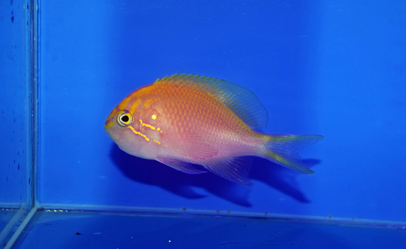 c250718318