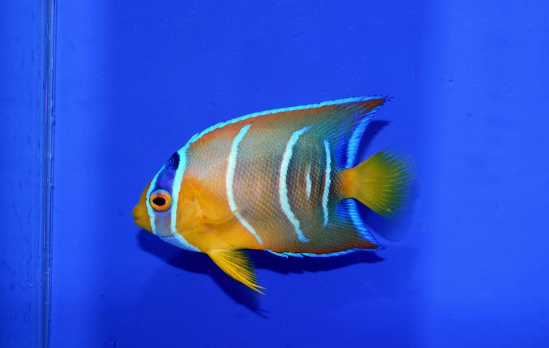 c250725301