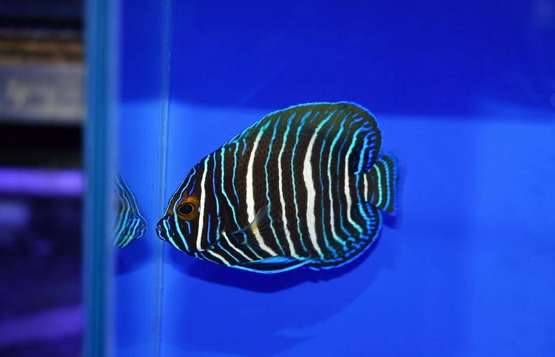 c250725338