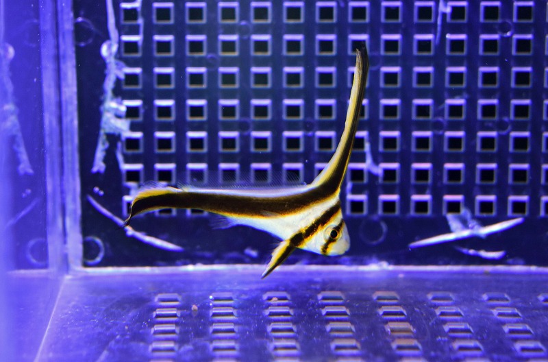 c250725350