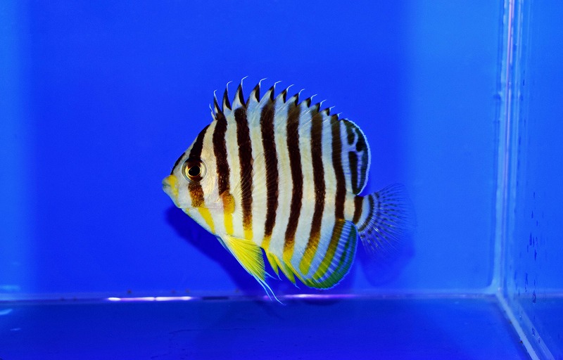 c250727300