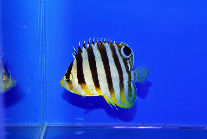 c250727307