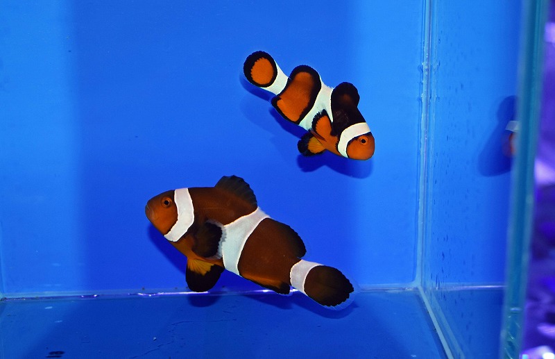 クマノミ セブ産カクレクマノミpr B | 生麦海水魚センターネットショップ