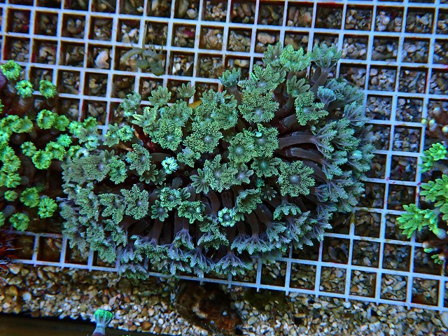 l250705406