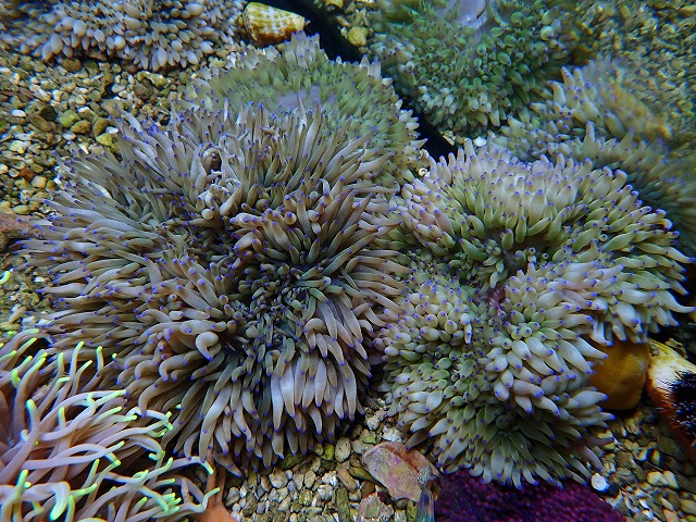 沖縄産シライトイソギンチャク | 生麦海水魚センターネットショップ