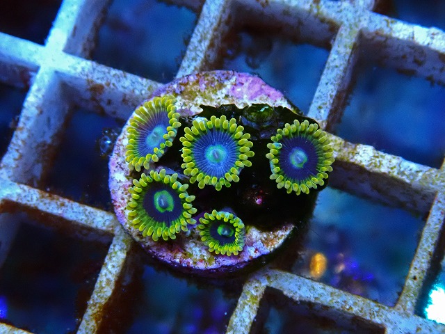 l250712401