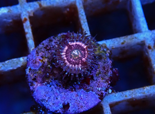 l250712402