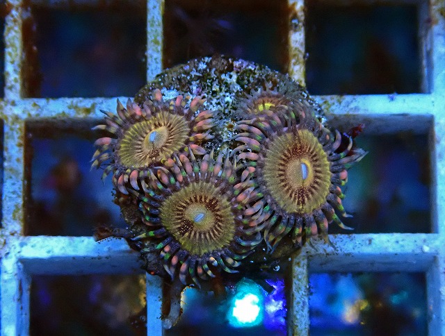 l250712406