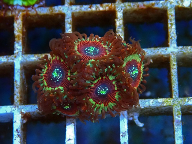 l250712410