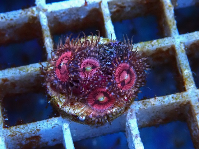 l250712411