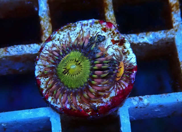 l250712419