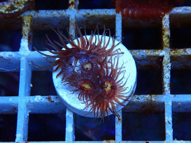 l250712428
