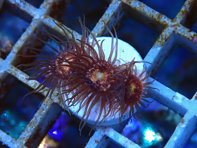 l250712430