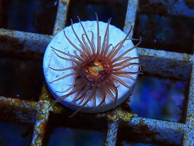 l250712431