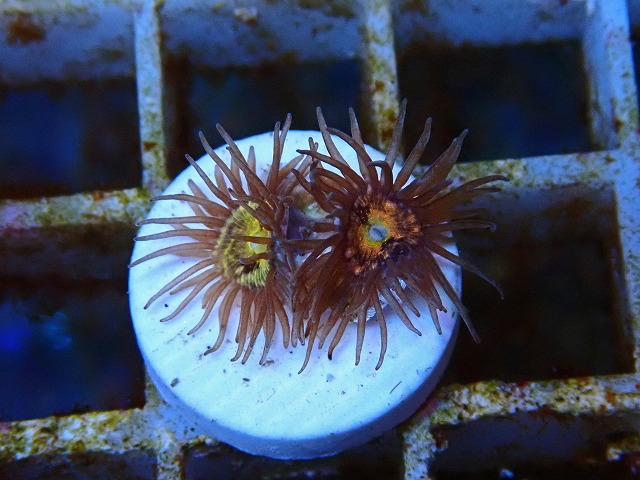l250712433