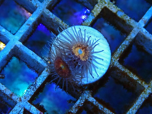 l250712435