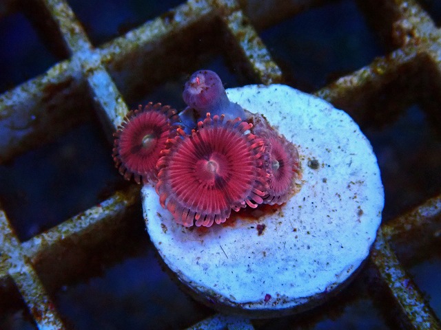 l250712437