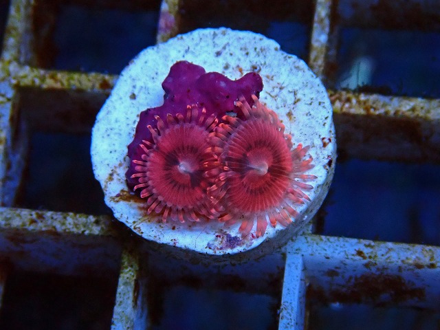 l250712439