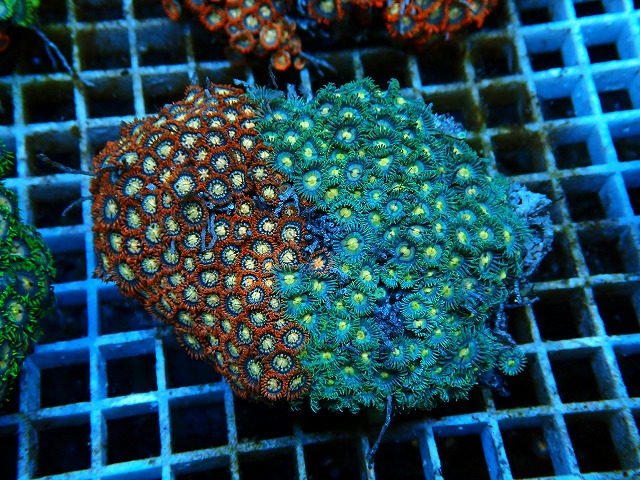l250717408