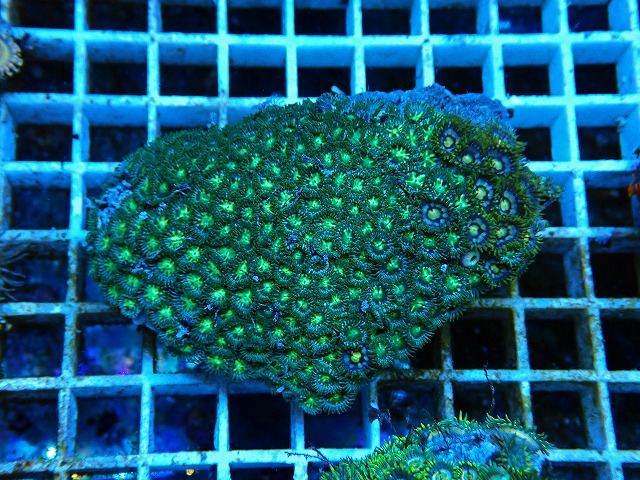 l250717414