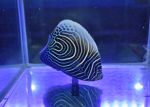 s250706001 (6)