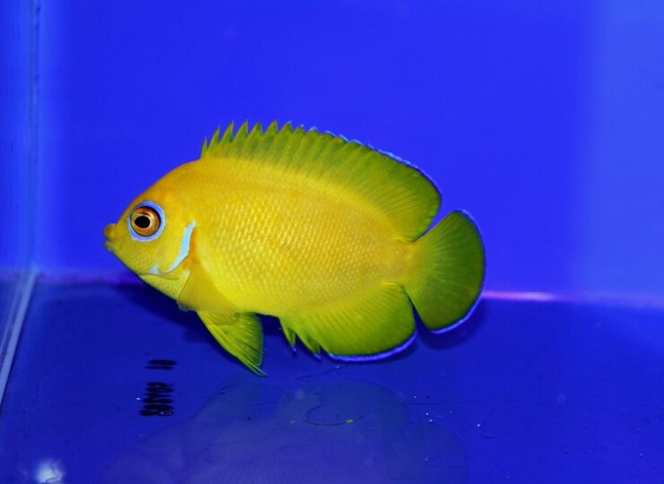 クリスマス産レモンピールエンゼルA | 生麦海水魚センターネット