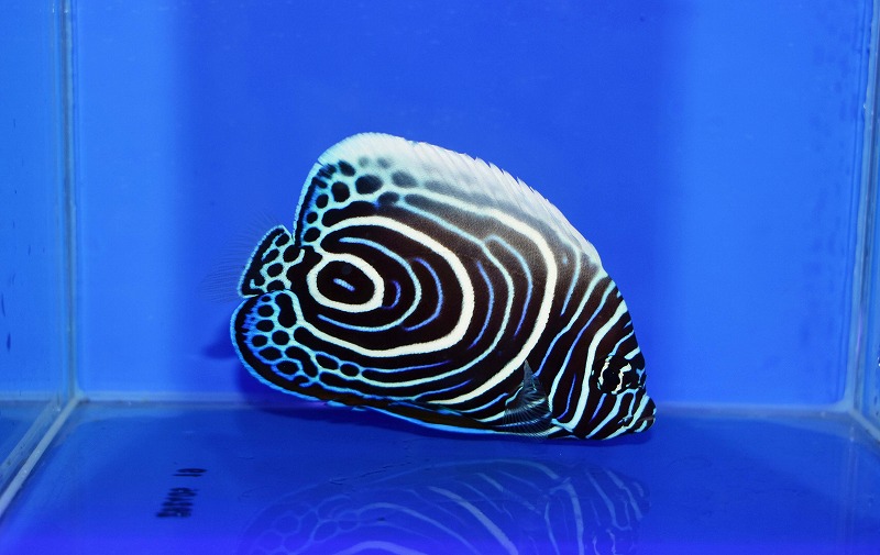 c250802301