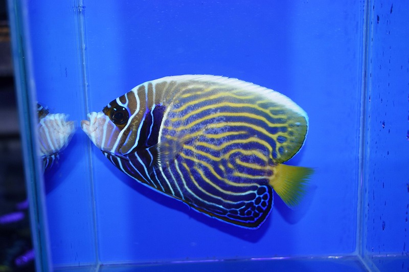 c250802303