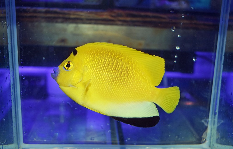 c250802314