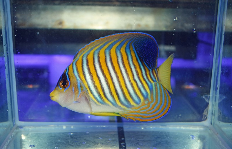 c250802317