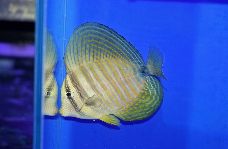 c250802330