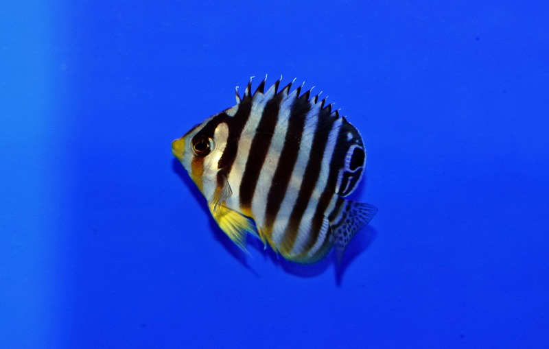 c250808301