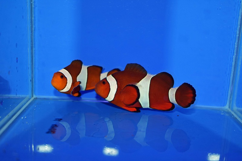 クマノミ 現物2】カクレクマノミbig 7.3cm± ! wild 海水魚 カクレクマノミ