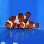 【カクレクマノミ★】ベース カクレクマノミ 【海洋Ⅰ 特装版】 展示中 in Museum of