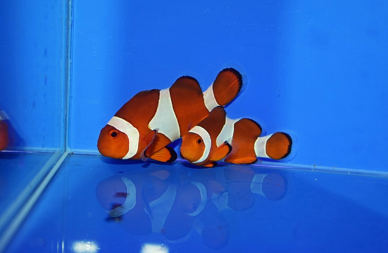 セブ産カクレクマノミpr B | 生麦海水魚センターネットショップ