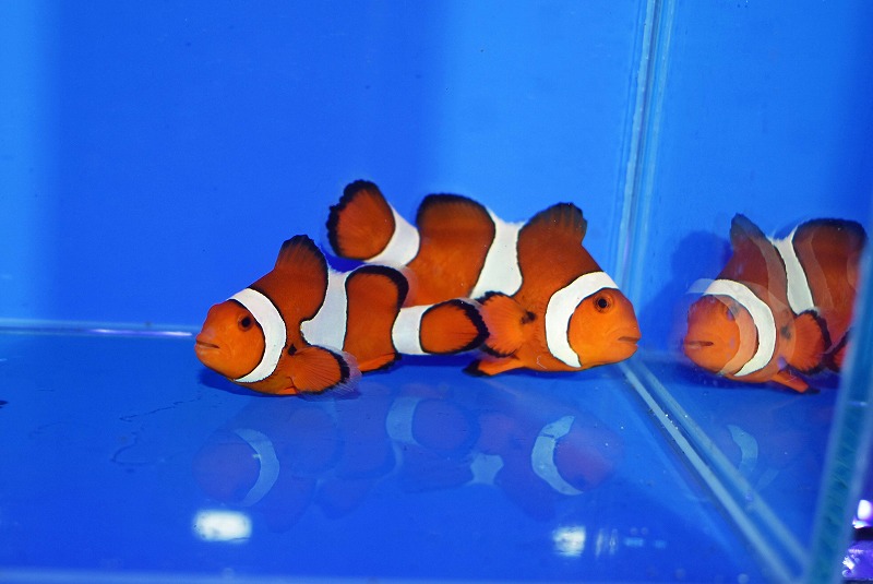 セブ産カクレクマノミpr C | 生麦海水魚センターネットショップ