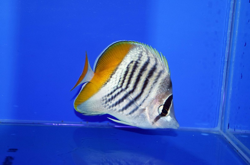 c250814303