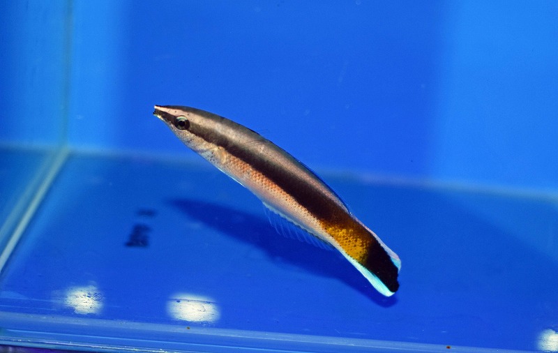 c250814322