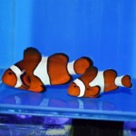 カクレクマノミ 504190-1.jpg