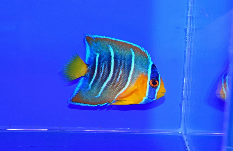 c250821300