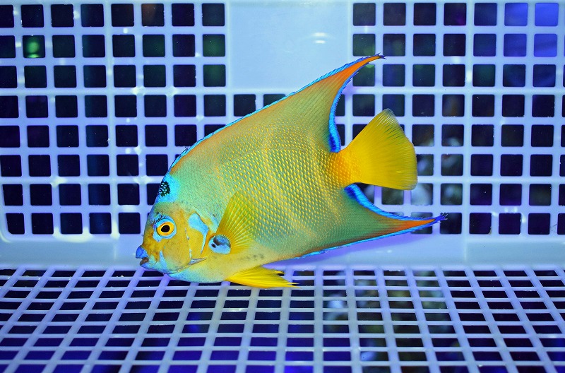 c250821301
