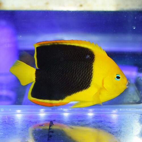 ヤッコ（中型、小型）に関する記事一覧 | ページ 2 | 生麦海水魚