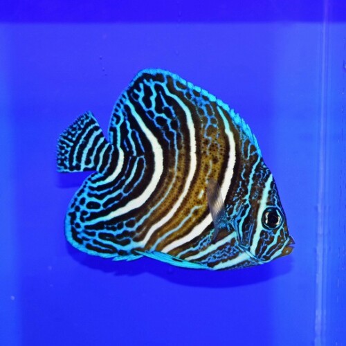 c250821312