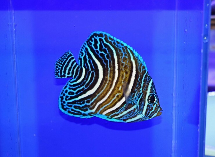 c250821312
