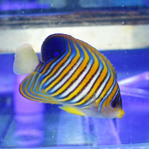 ヤッコ様　 ① ヤッコ（中型、小型）に関する記事一覧 | ページ 2 | 生麦海水魚