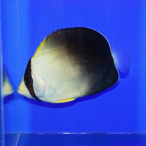 ヤッコ様　 ① ヤッコ（中型、小型）に関する記事一覧 | ページ 2 | 生麦海水魚