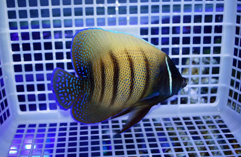 c250821350